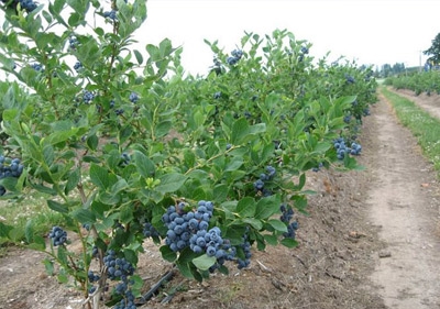 美林藍莓